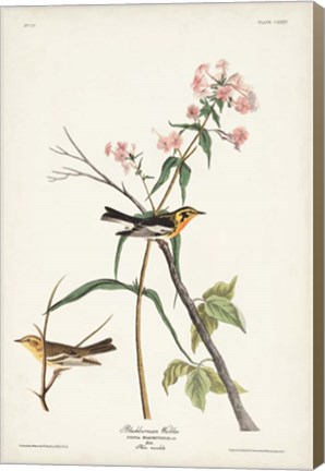 Framed Pl. 135 Blackburnian Warbler Print