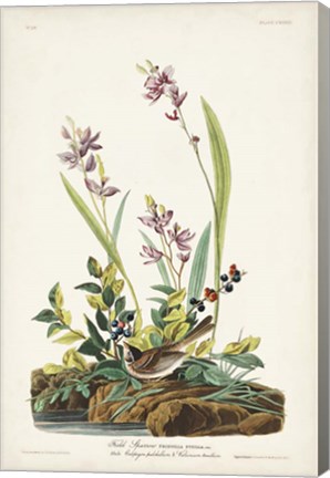Framed Pl. 139 Field Sparrow Print