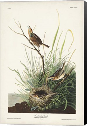 Framed Pl. 149 Sharp-tailed Finch Print