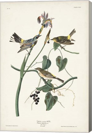 Framed Pl. 153 Yellow-rump Warbler Print