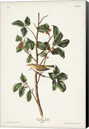Framed Pl. 154 Tennessee Warbler Print