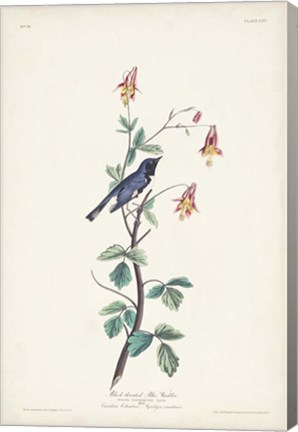 Framed Pl. 155 Black-throated Blue Warbler Print