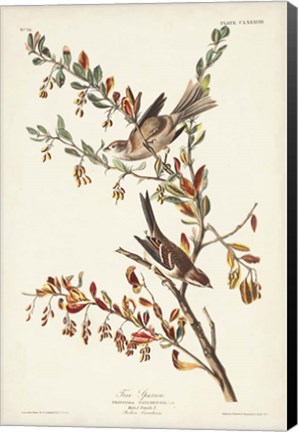 Framed Pl. 188 Tree Sparrow Print