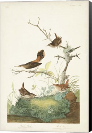 Framed Pl. 360 Winter Wren Print
