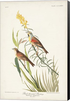 Framed Pl. 384 Black-throated Bunting Print