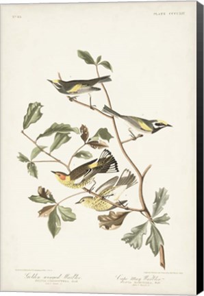 Framed Pl. 414 Golden-winged Warbler Print