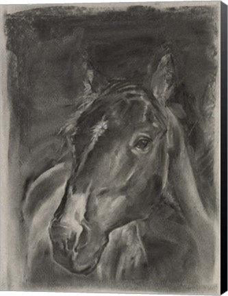 Framed Charcoal Horse Study on Grey II Print