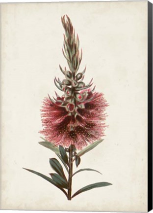 Framed Bottle Brush Flower II Print