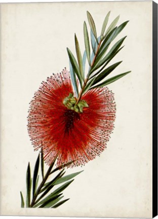 Framed Bottle Brush Flower III Print