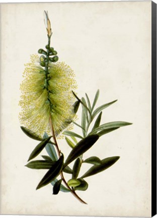 Framed Bottle Brush Flower IV Print