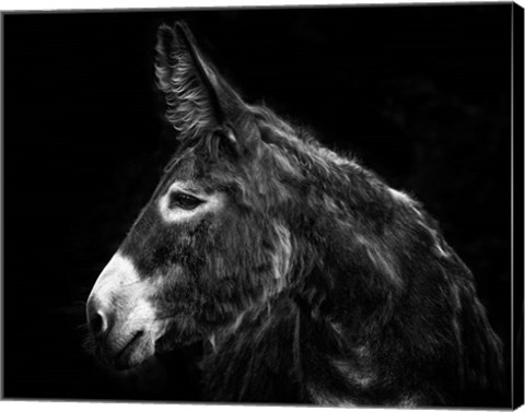 Framed Donkey Portrait I Print