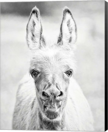 Framed Donkey Portrait IV Print