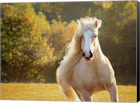 Framed Golden Lit Horse IV Print