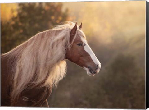 Framed Golden Lit Horse V Print