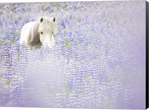 Framed Horse in Lavender II Print