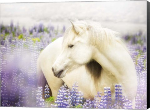 Framed Horse in Lavender III Print