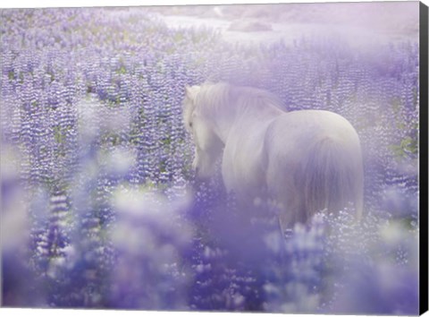 Framed Horse in Lavender IV Print