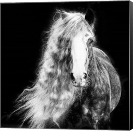 Framed Black and White Horse Portrait I Print