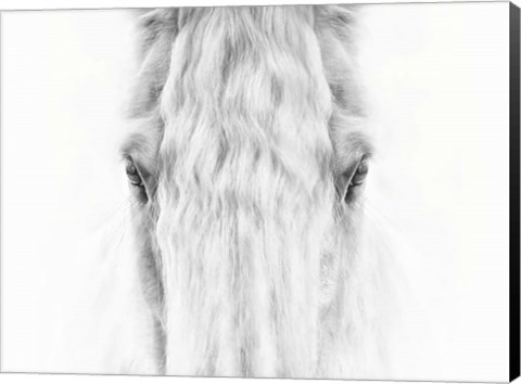 Framed Black and White Horse Portrait IV Print