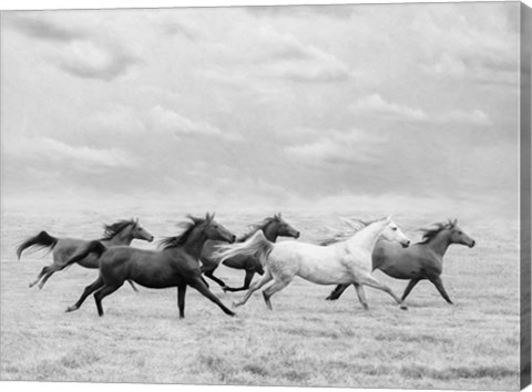 Framed Horse Run I Print