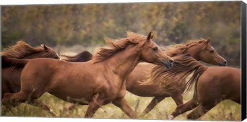 Framed Horse Run VI Print