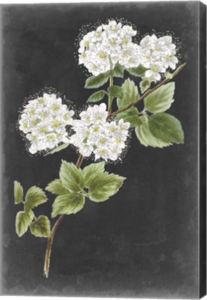 Framed Dramatic White Flowers II Print