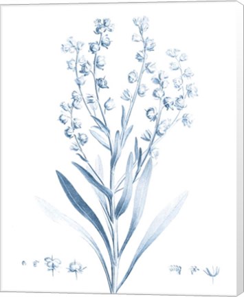 Framed Antique Botanical in Blue I Print