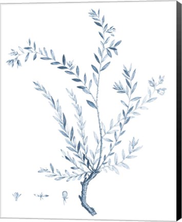 Framed Antique Botanical in Blue VII Print