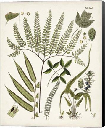 Framed Fanciful Ferns III Print