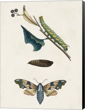 Framed Caterpillar &amp; Moth II Print