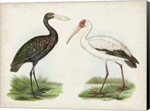 Framed Antique Waterbirds I Print