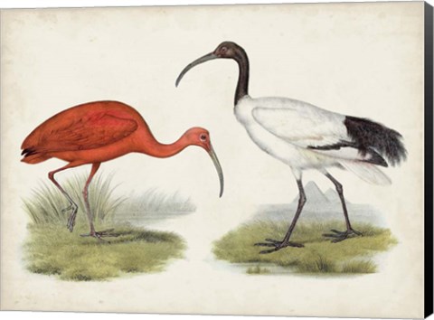 Framed Antique Waterbirds II Print