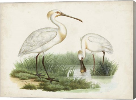 Framed Antique Waterbirds III Print