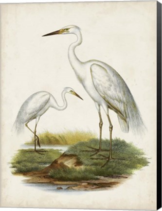 Framed Antique Waterbirds V Print