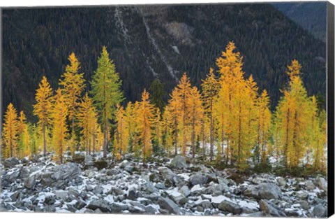 Framed Alpine Larches North Cascades Print