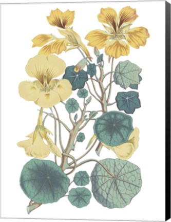 Framed Antique Botanical XVII Cool Print