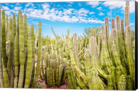 Framed Cactus Garden Print