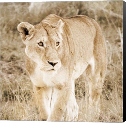 Framed Lioness in Kenya (sepia) Print