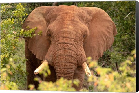 Framed Elephant on Alert Print