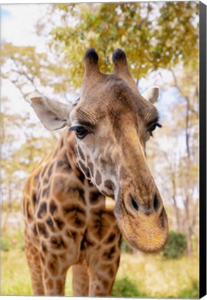 Framed Curious Giraffe Print