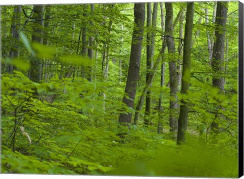 Framed Woodland Hainich in Thuringia Print