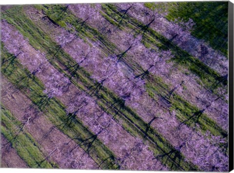 Framed Peach Orchard in Spring, Marion County, Illinois Print