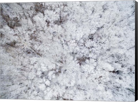 Framed Aerial View of Snow-Covered Trees, Marion County, Illinois Print