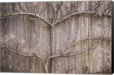 Framed Provincetown Winter Vines, Cape Cod Print