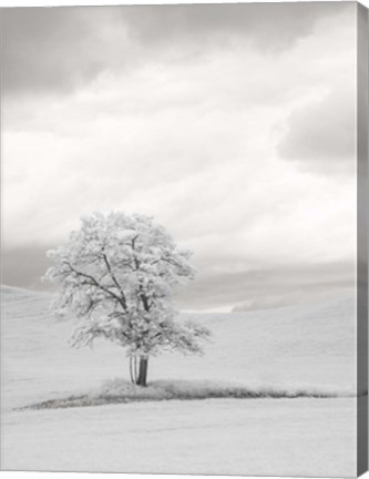 Framed Infrared of Lone Tree in Wheat Field 1 Print