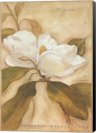 Framed Magnolia Print