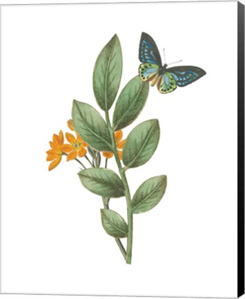 Framed Greenery Butterflies I Print