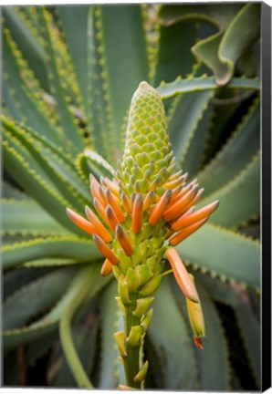 Framed African Aloe Print