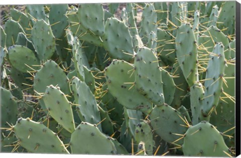 Framed Prickly Pear Cactus Print