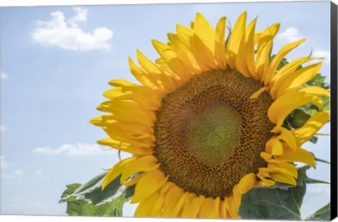 Framed Sunflowers Blooming Near Lavender Fields Print